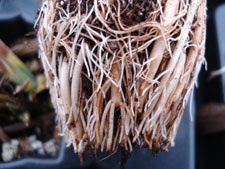 eryngium