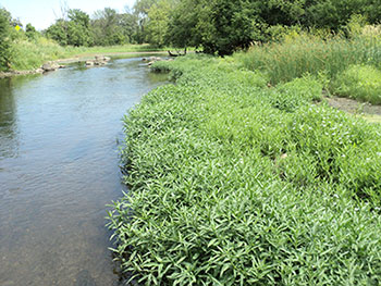 Water Willow planted on West Branch Dupage River.